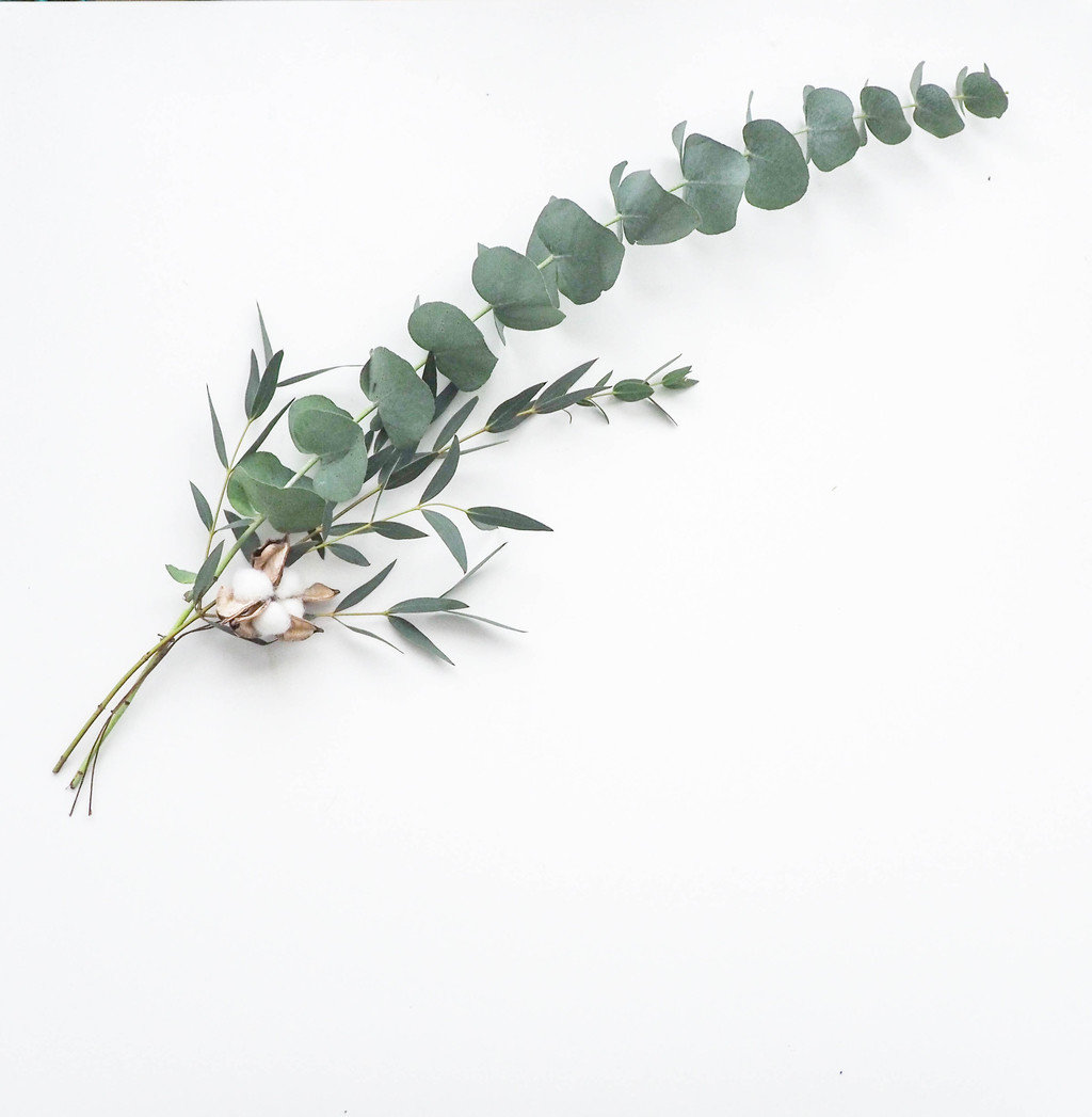 纳维亚极简树叶树枝图片