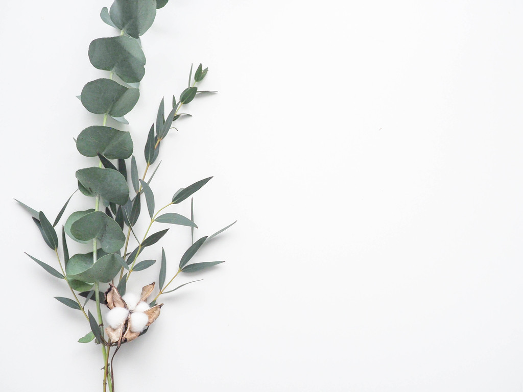 纳维亚极简树叶树枝图片