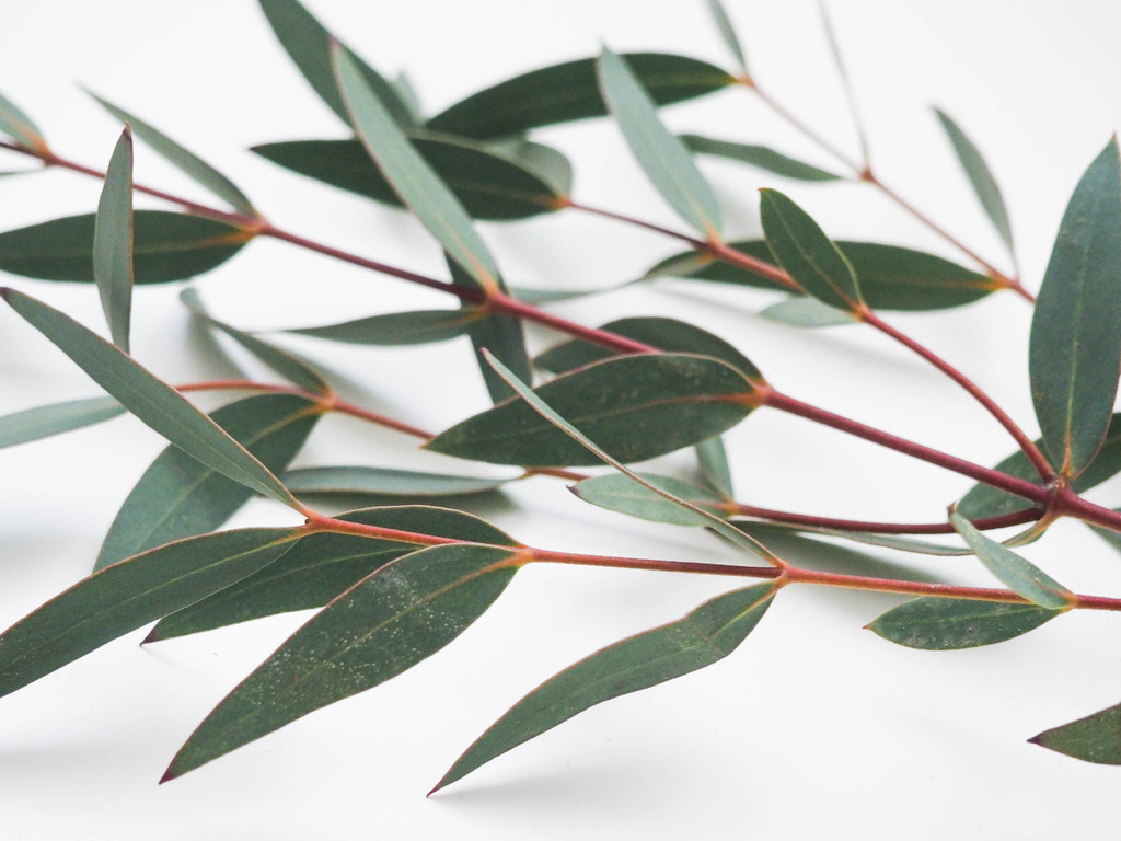 纳维亚极简树叶树枝图片