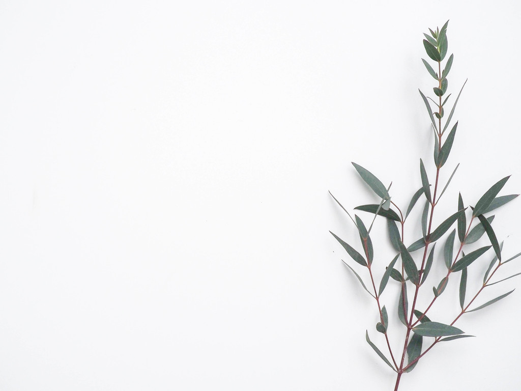 纳维亚极简树叶树枝图片