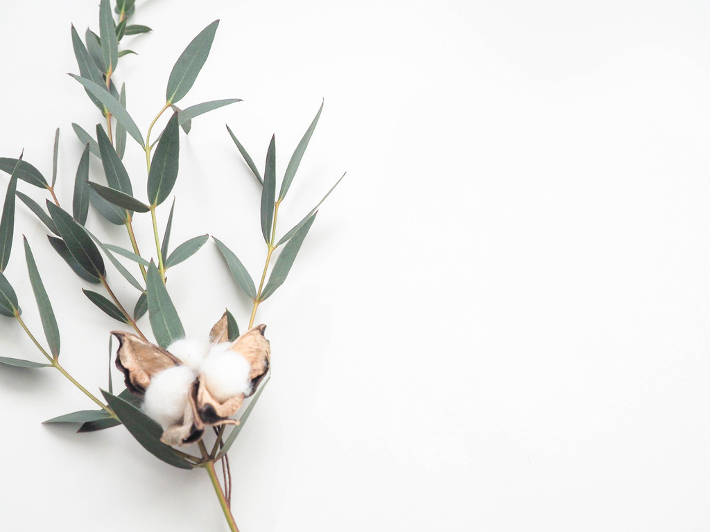 纳维亚极简树叶树枝图片