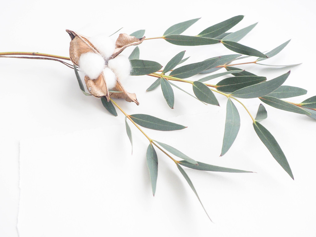 纳维亚极简树叶树枝图片