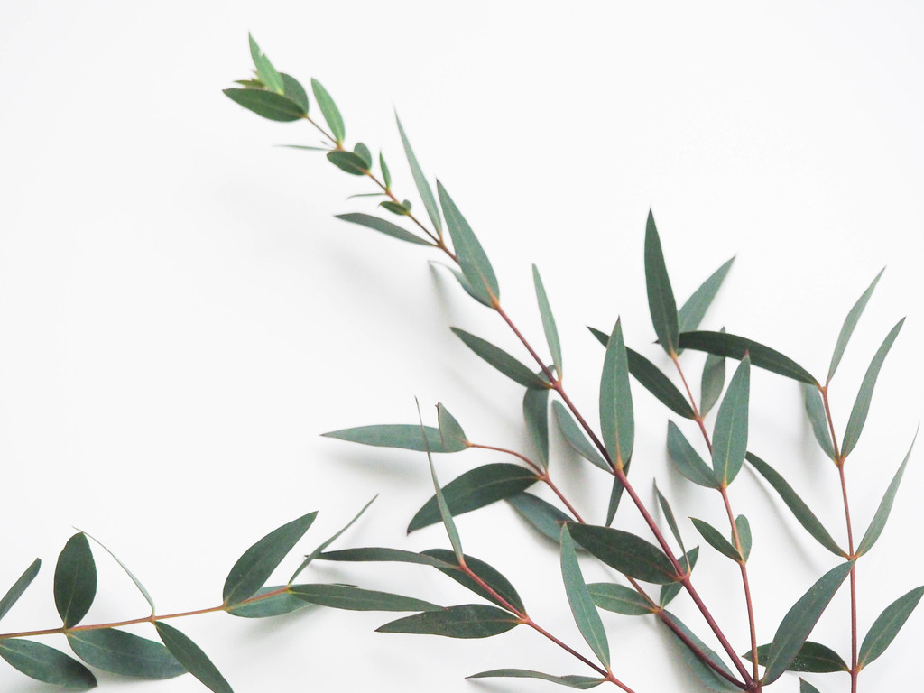 纳维亚极简树叶树枝图片