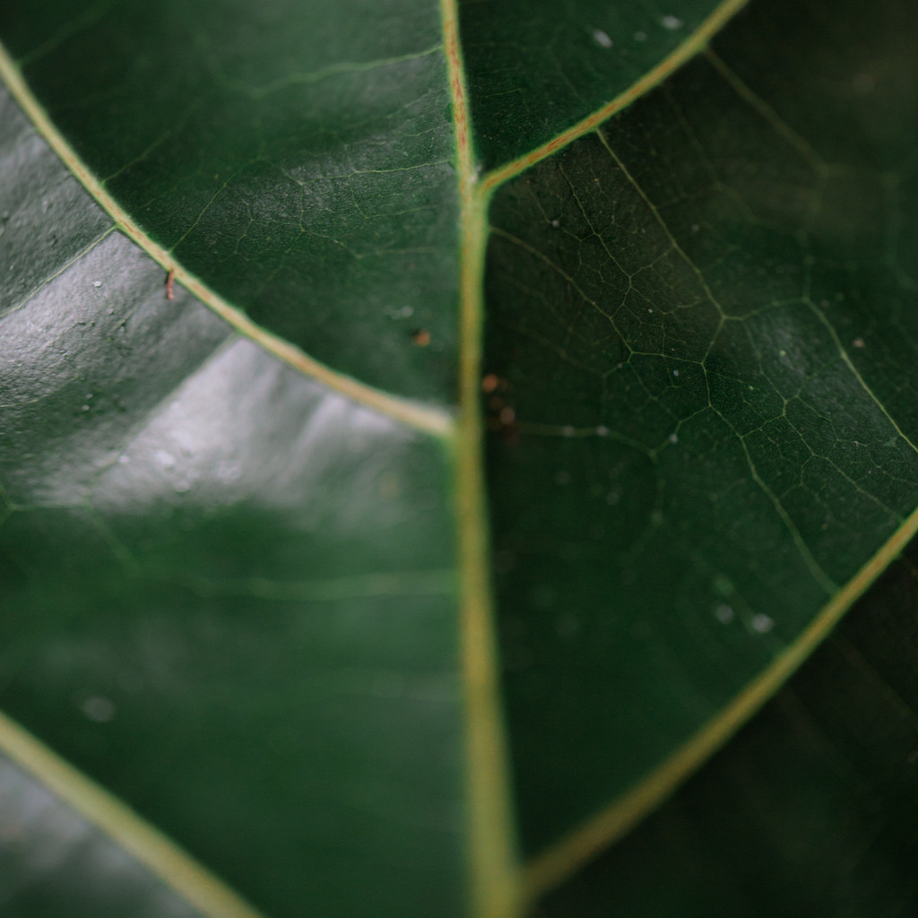 艺术感树叶树枝纹理图片