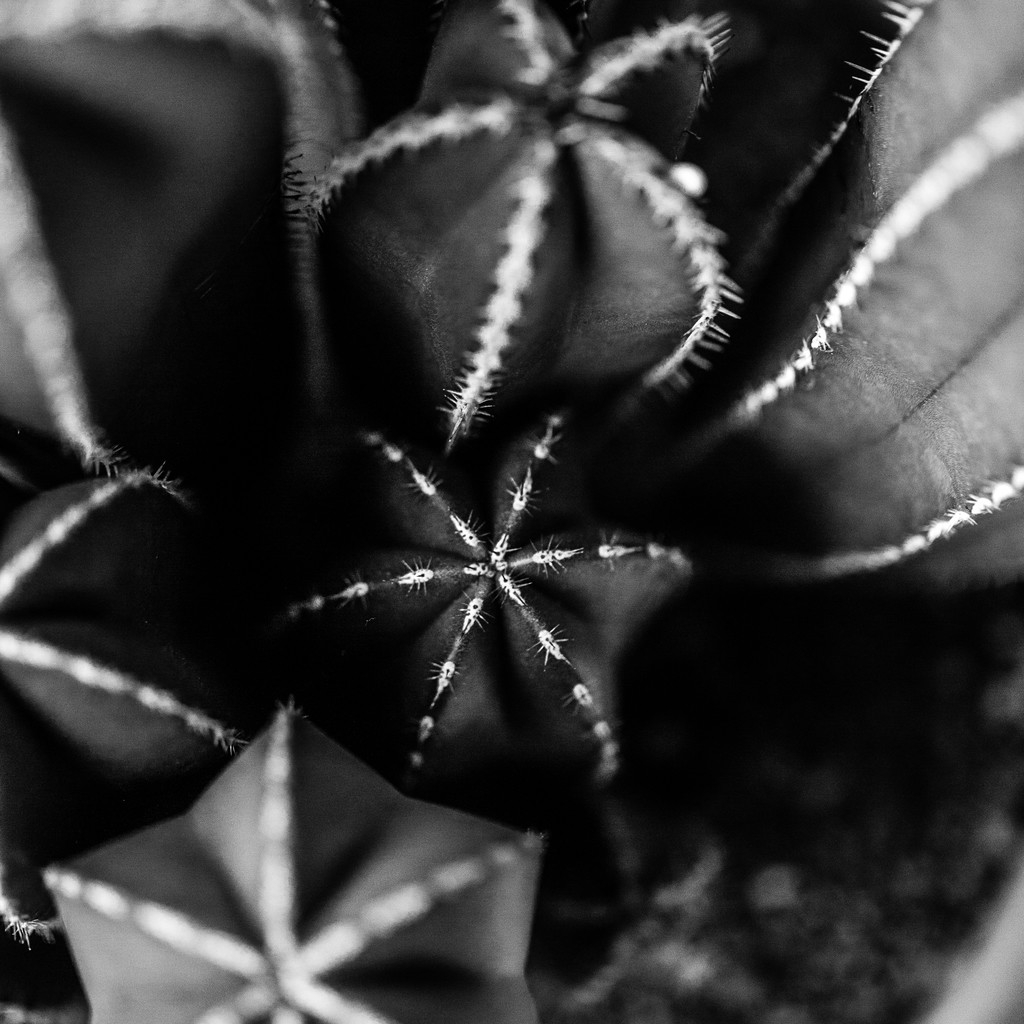 艺术感树叶树枝纹理图片