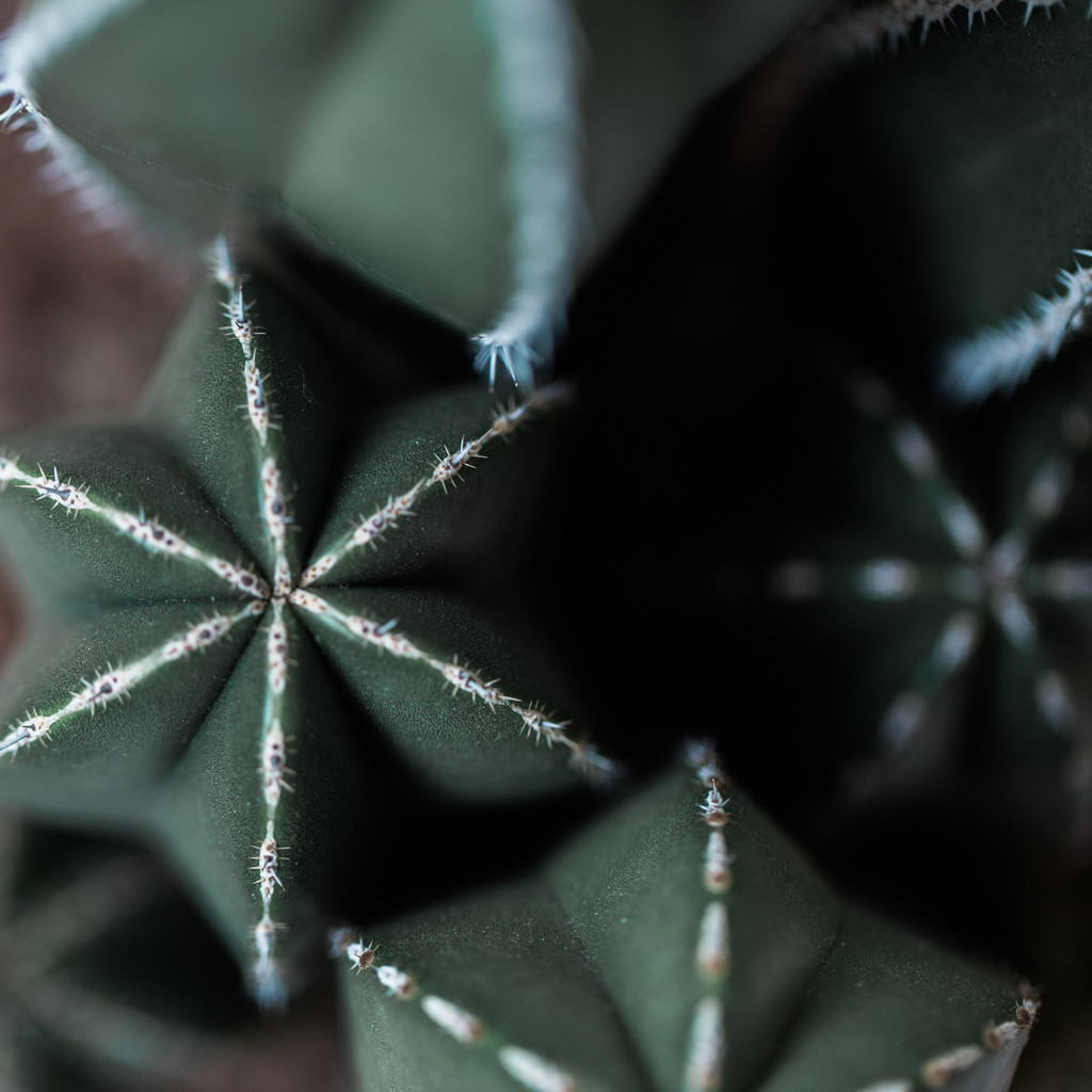 艺术感树叶树枝纹理图片