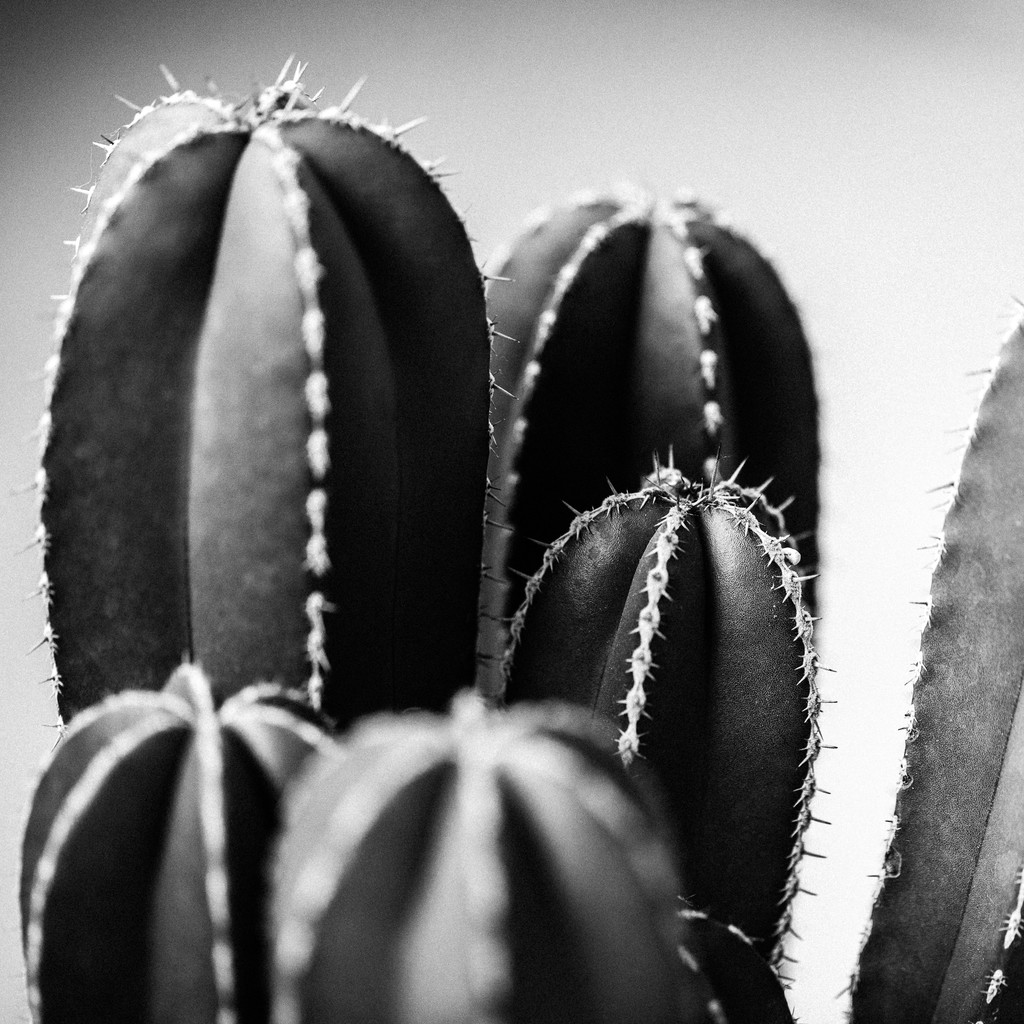 艺术感树叶树枝纹理图片