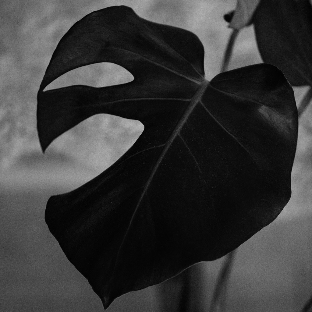 艺术感树叶树枝纹理图片