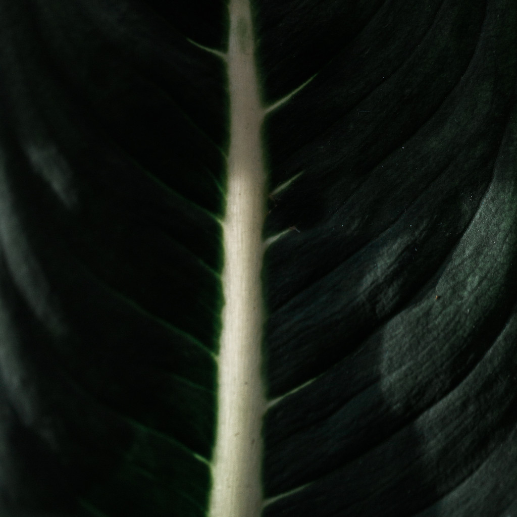 艺术感树叶树枝纹理图片