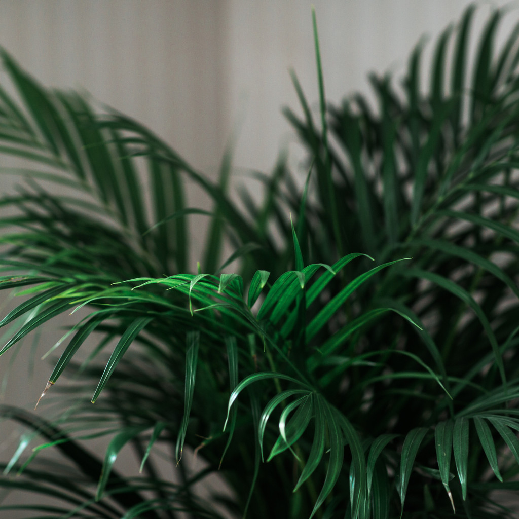 艺术感树叶树枝纹理图片