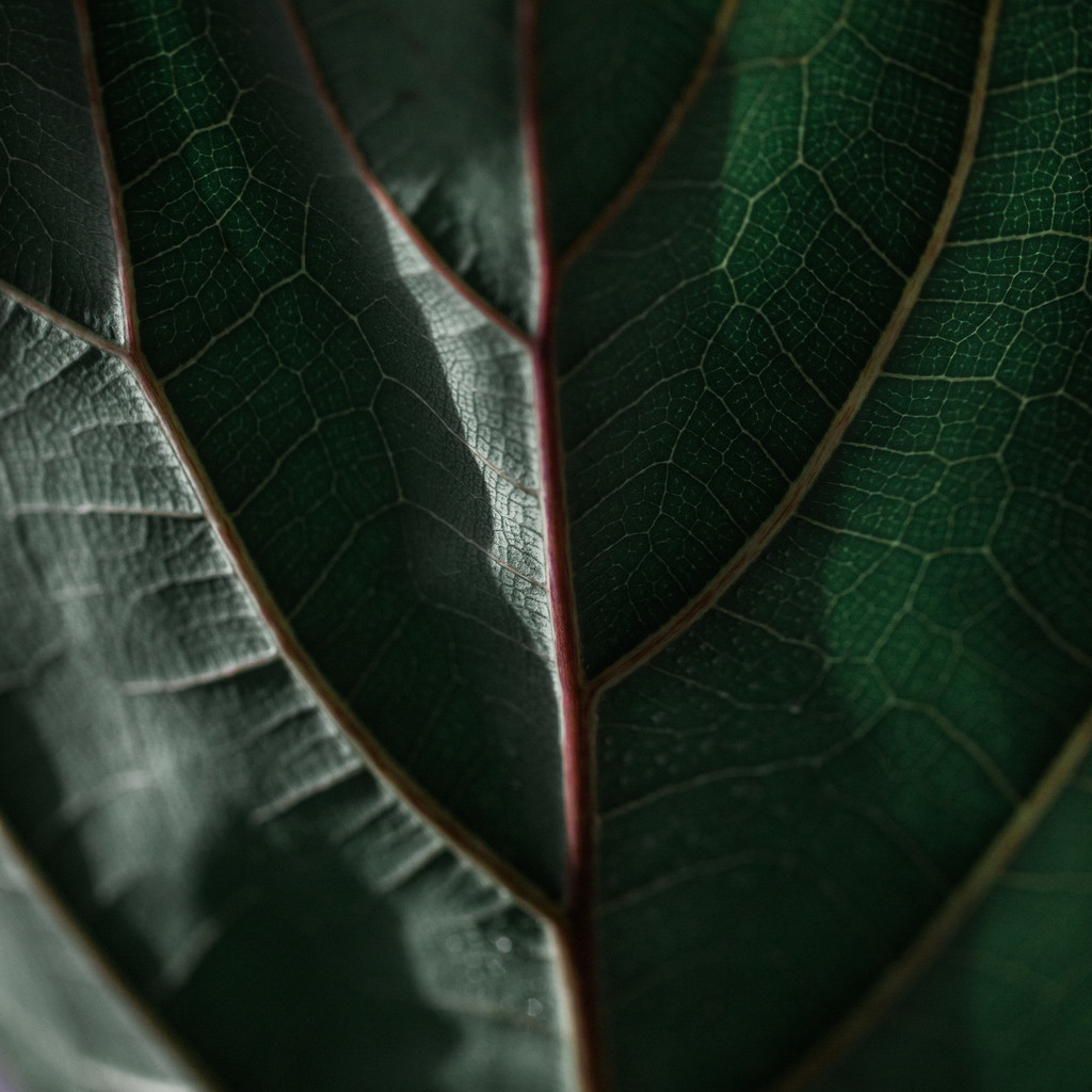 艺术感树叶树枝纹理图片