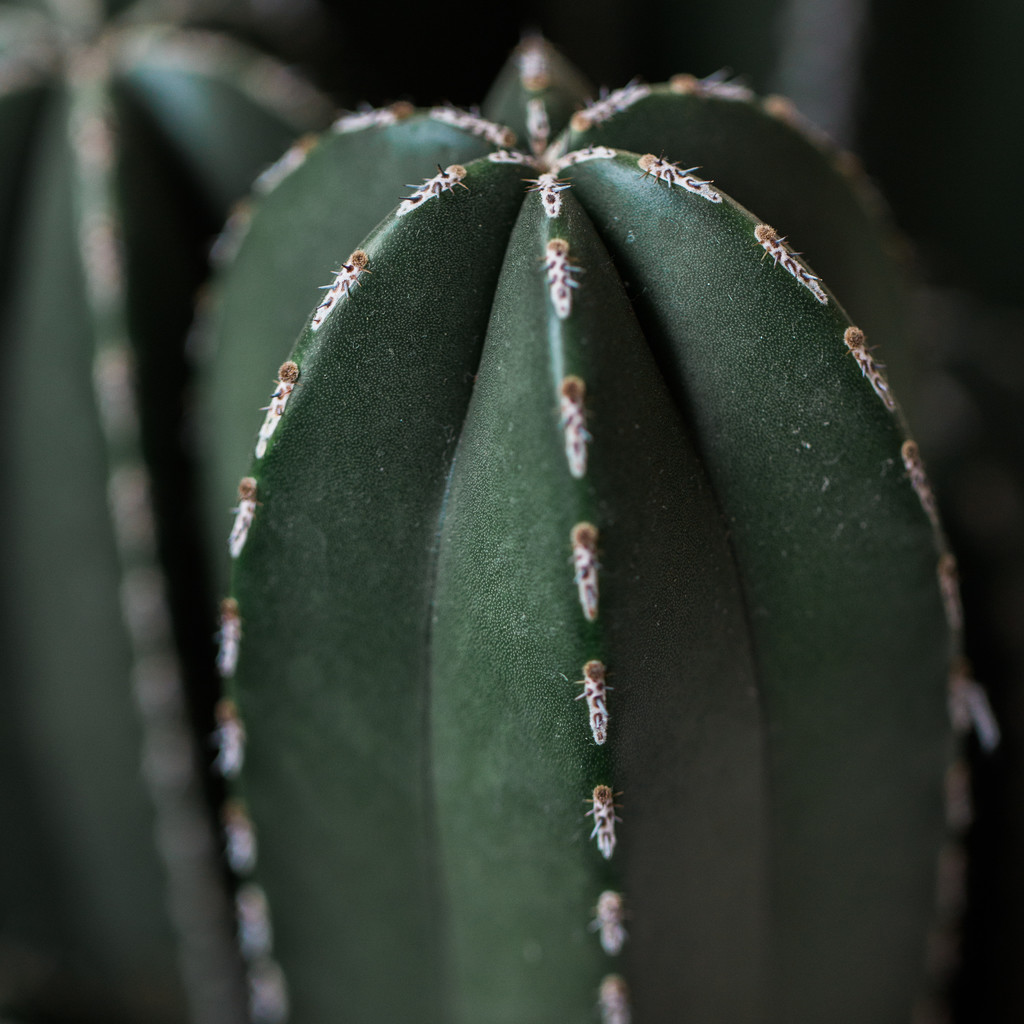 艺术感树叶树枝纹理图片