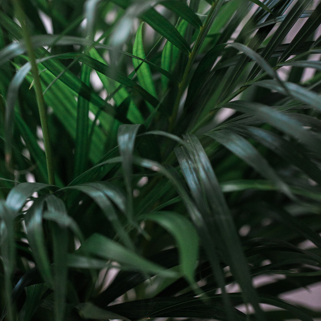 艺术感树叶树枝纹理图片