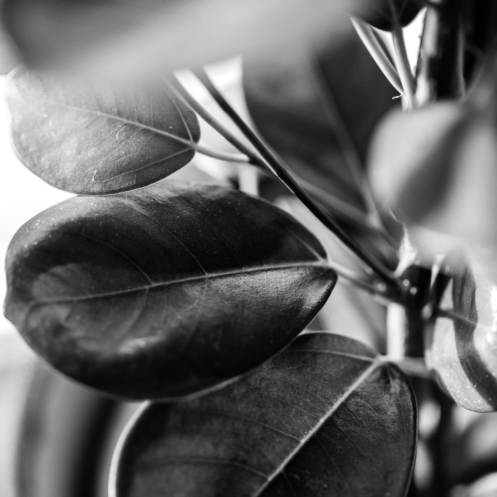 艺术感树叶树枝纹理图片