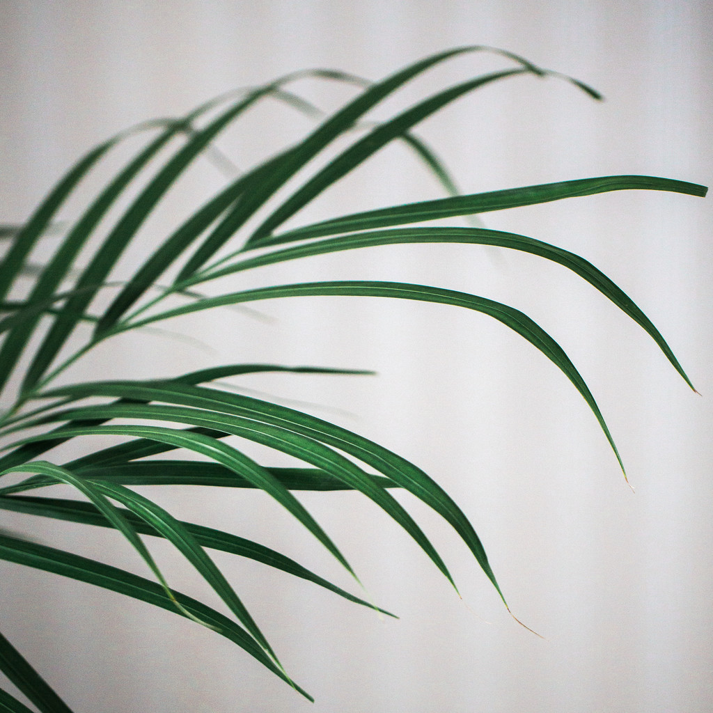 艺术感树叶树枝纹理图片