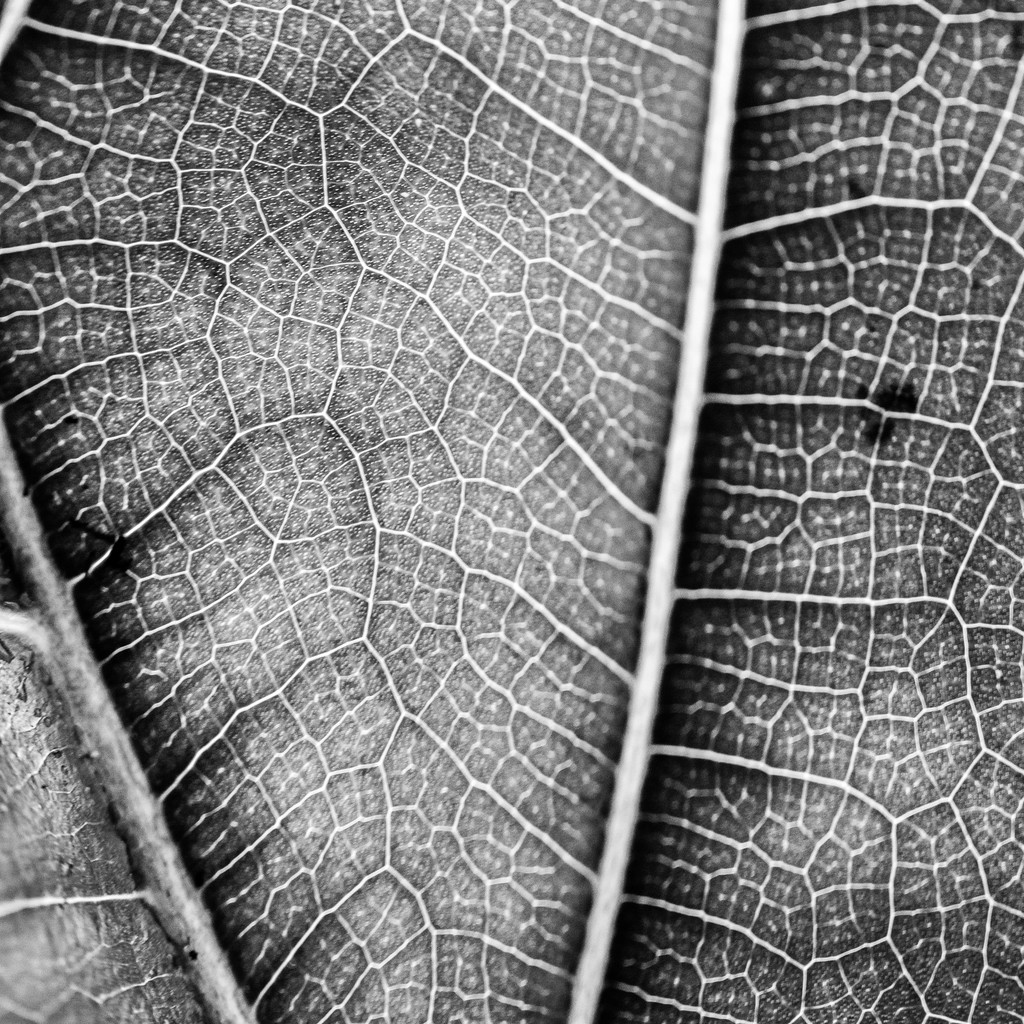 艺术感树叶树枝纹理图片