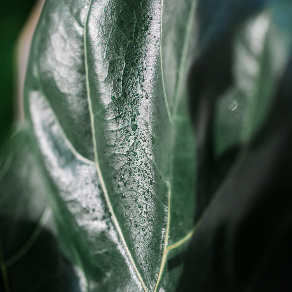 艺术感树叶树枝纹理图片