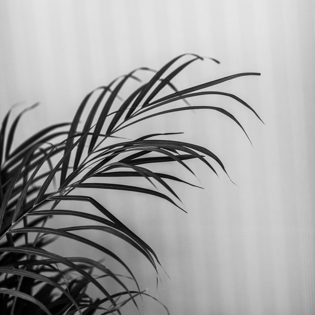 艺术感树叶树枝纹理图片