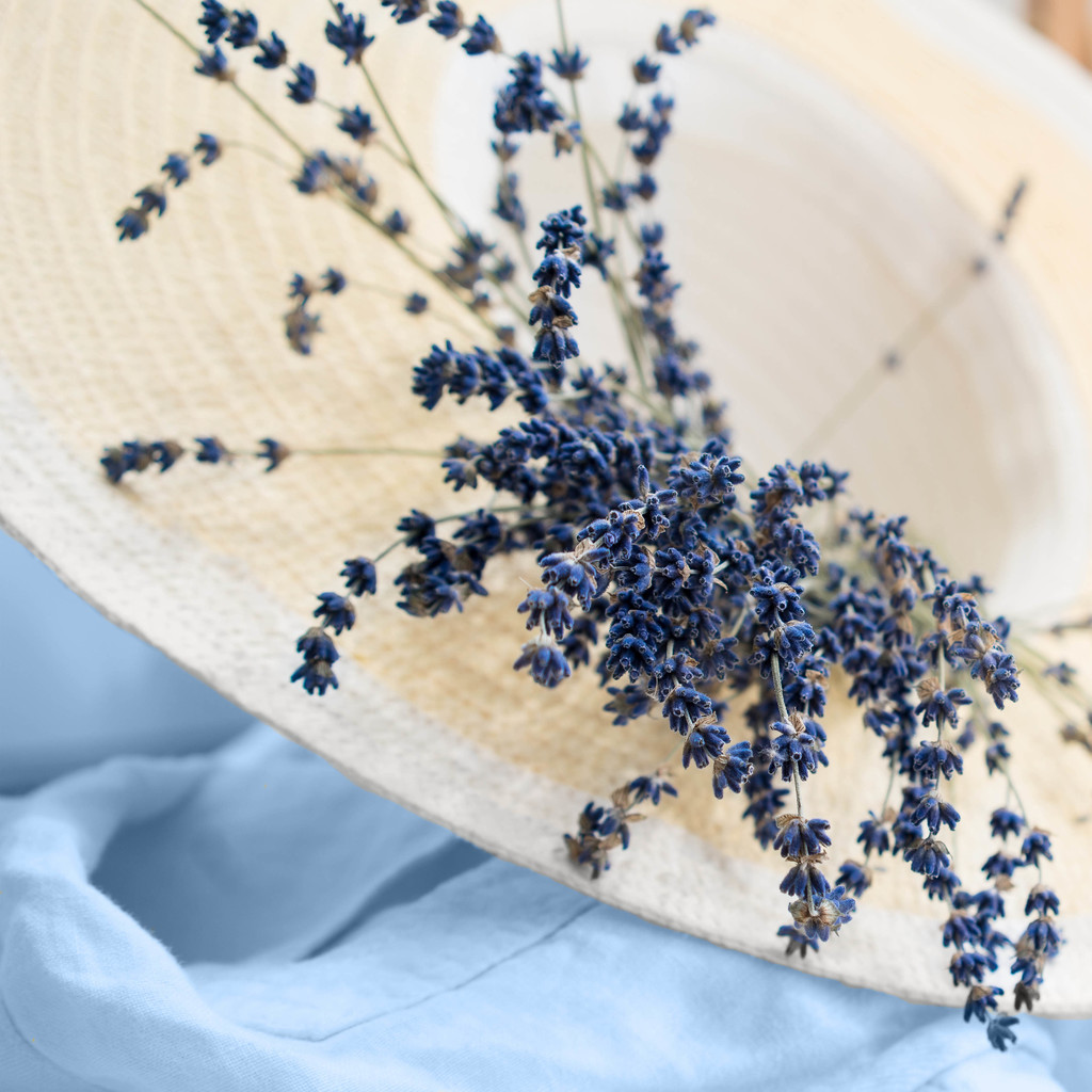 简约艺术感蓝色花卉图片