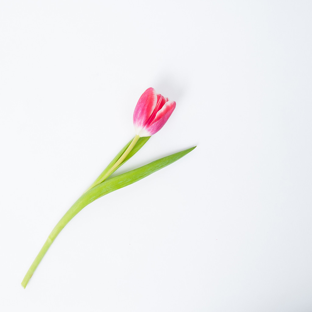 淡雅郁金香花卉女性背景图片