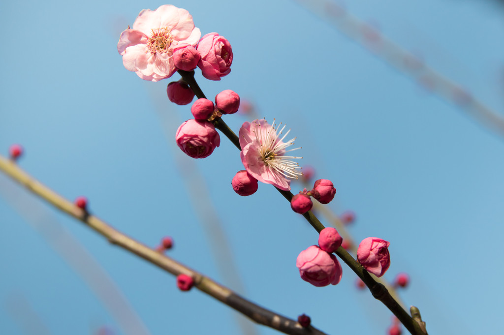 唯美红梅腊梅梅花盛开背景图片