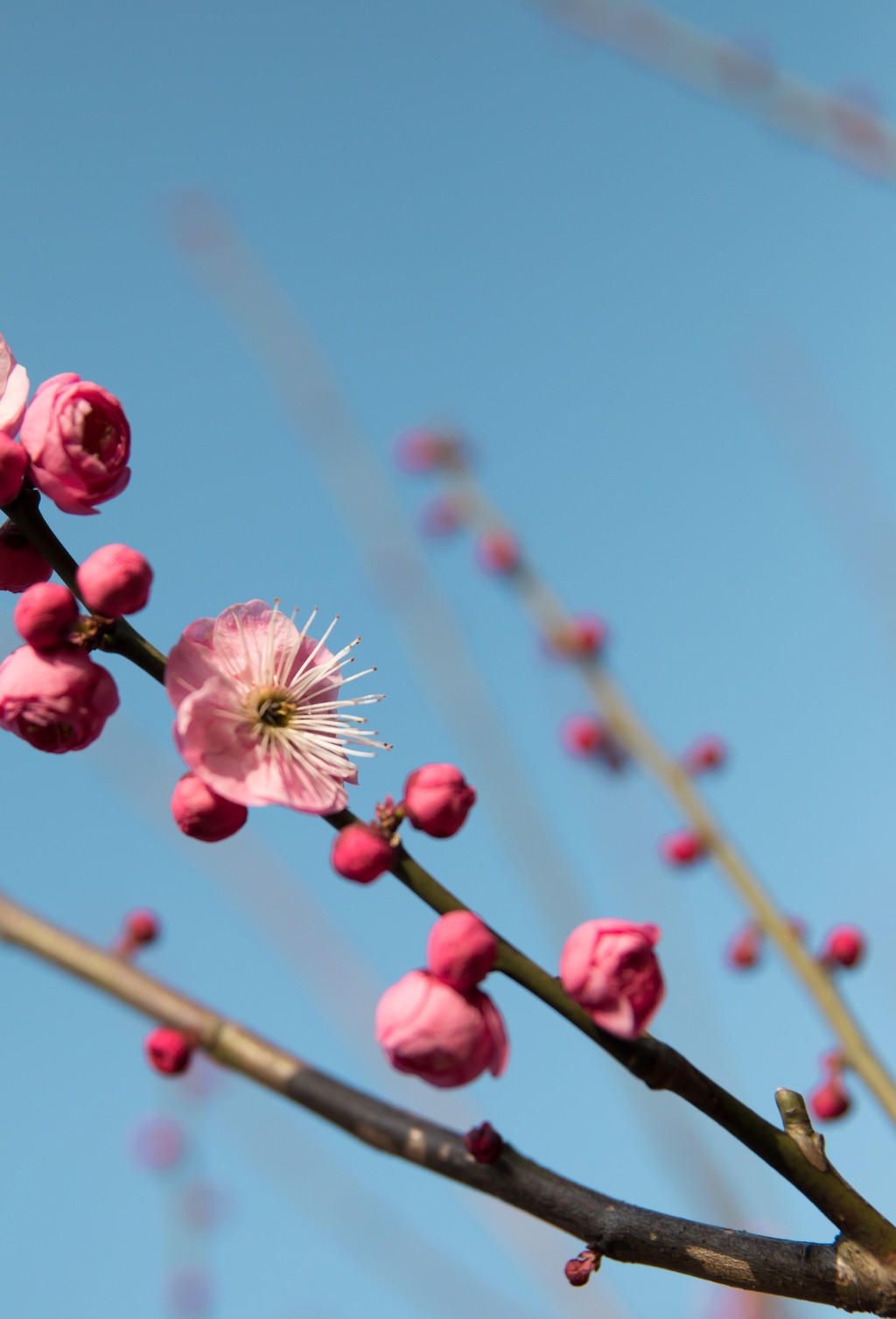 唯美红梅腊梅梅花盛开背景图片