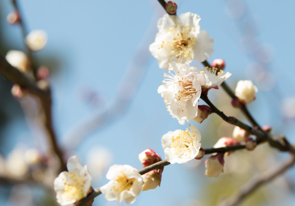 唯美红梅腊梅梅花盛开背景图片