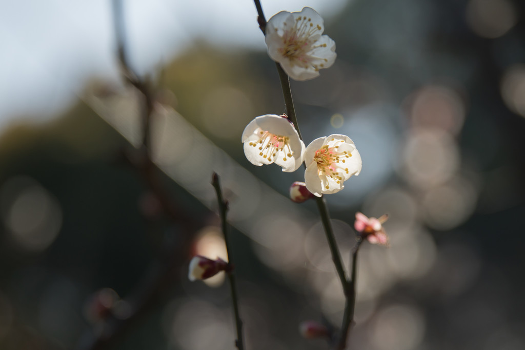唯美红梅腊梅梅花盛开背景图片