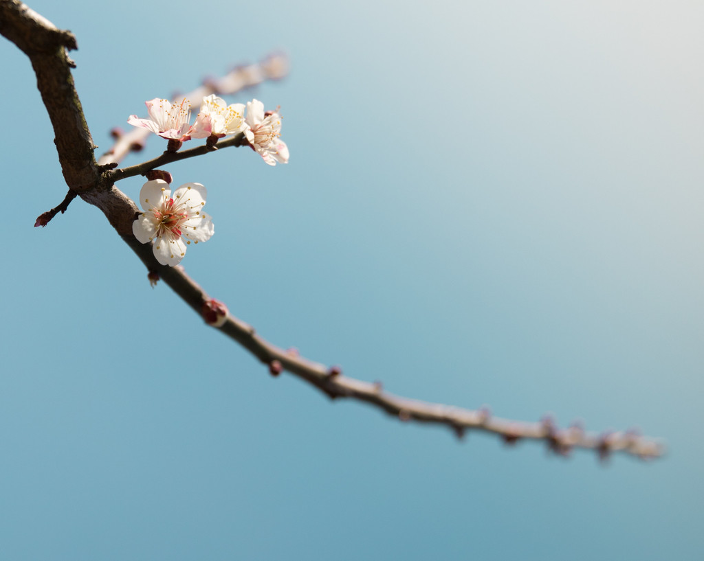 唯美红梅腊梅梅花盛开背景图片