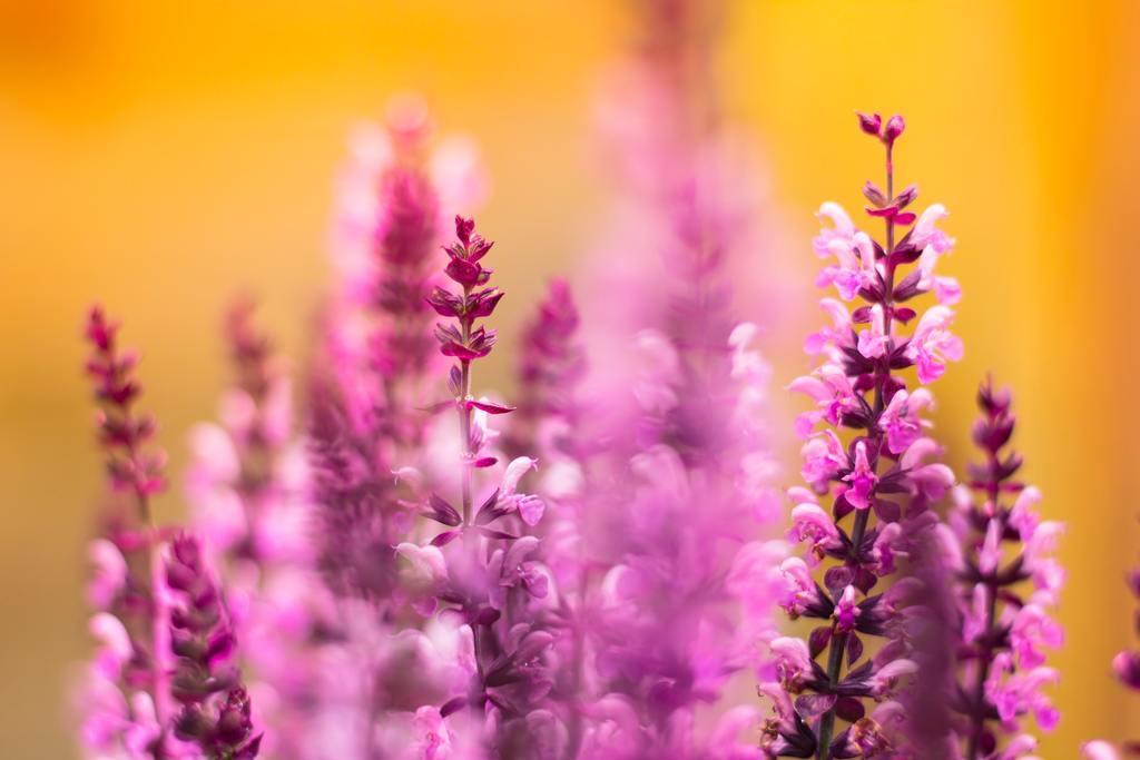 小清新春天花背景图片