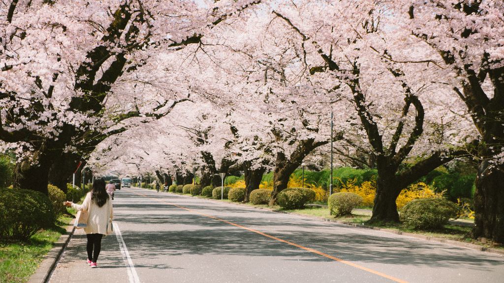 小清新春天樱花大道背景图片