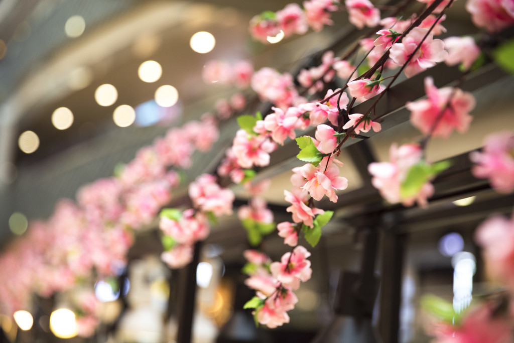 春天鲜花植物情人节花卉图片