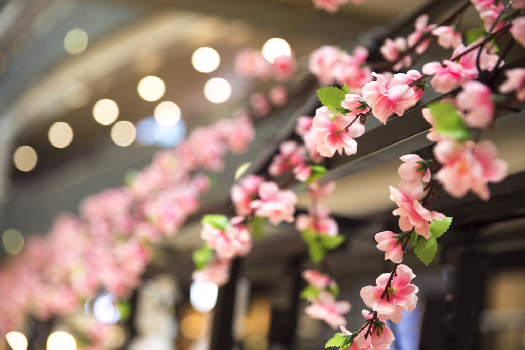 春天鲜花植物情人节花卉背景图片