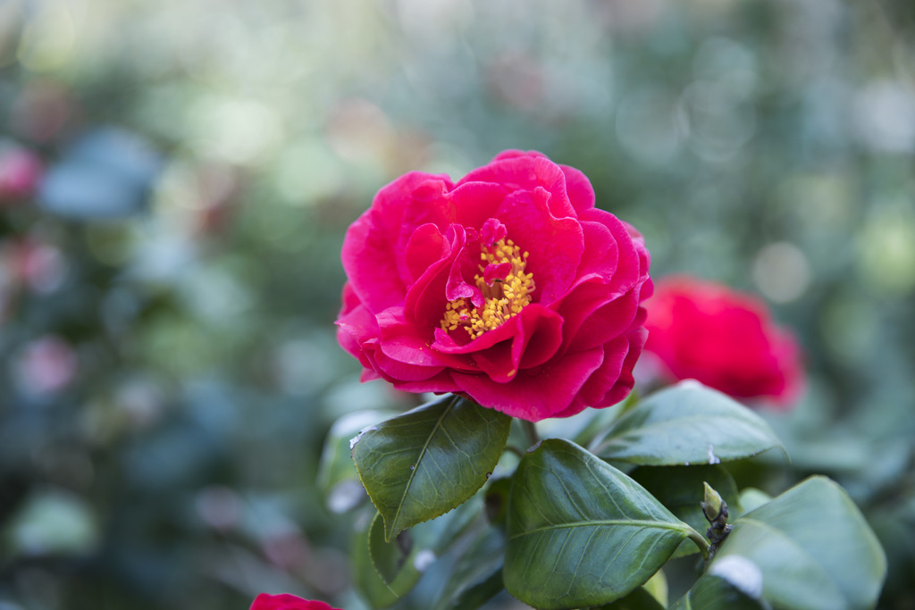 红色茶花背景图片