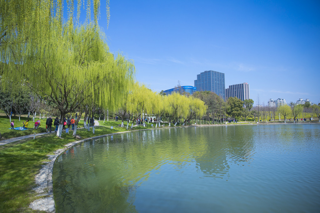 清明节春天绿色柳树背景图片