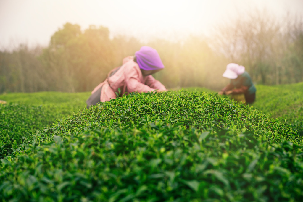 清明节春天绿色茶山采茶背景图片