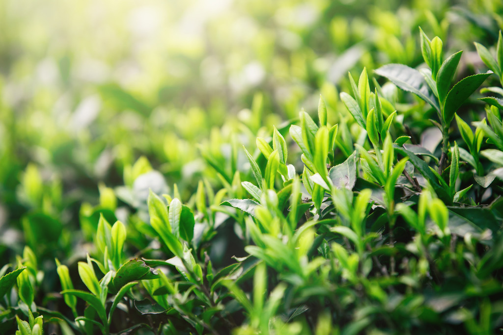 绿色植物茶山背景图片