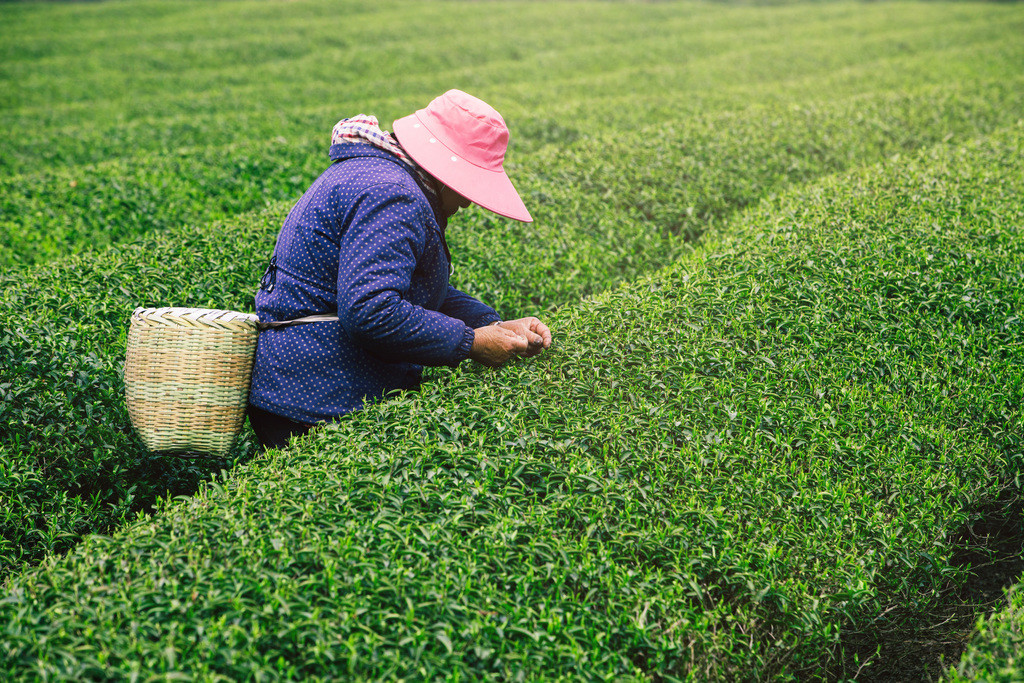 清明节春天绿色茶山采茶背景图片