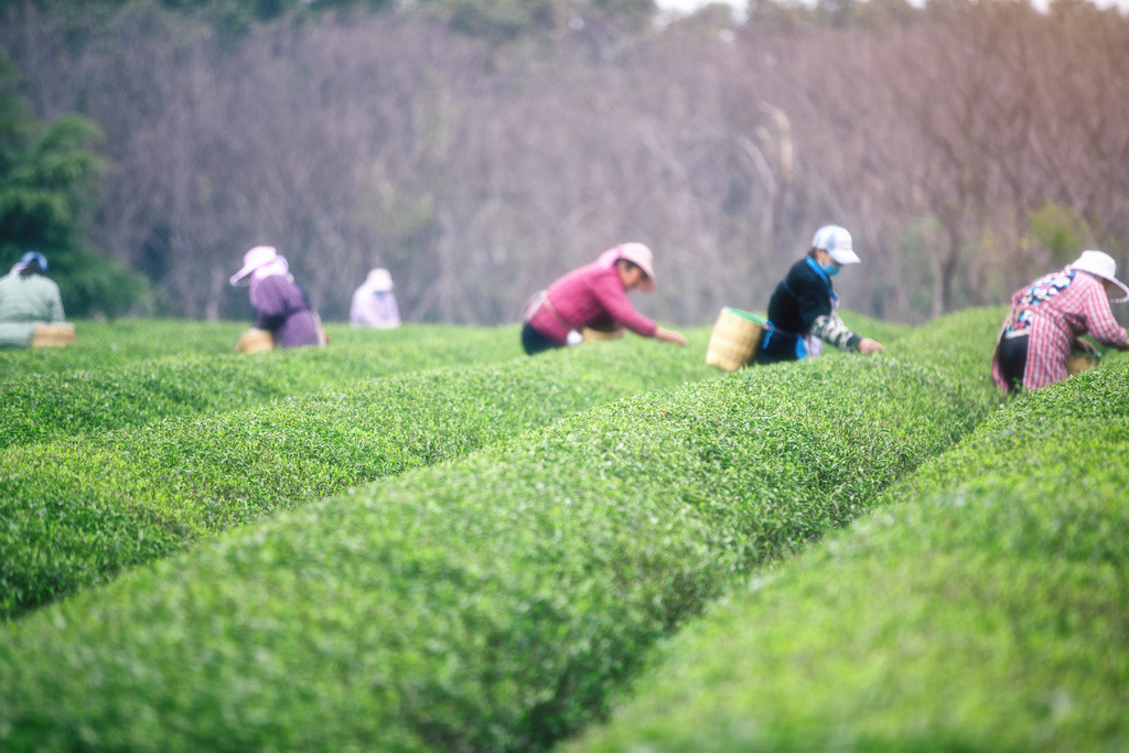 清明节 清明清明节春天绿色茶山采茶背景图片
