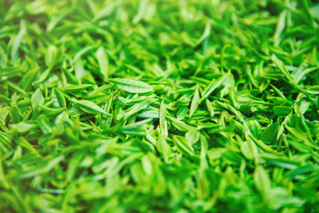 采茶清明节春天绿色茶叶背景图片