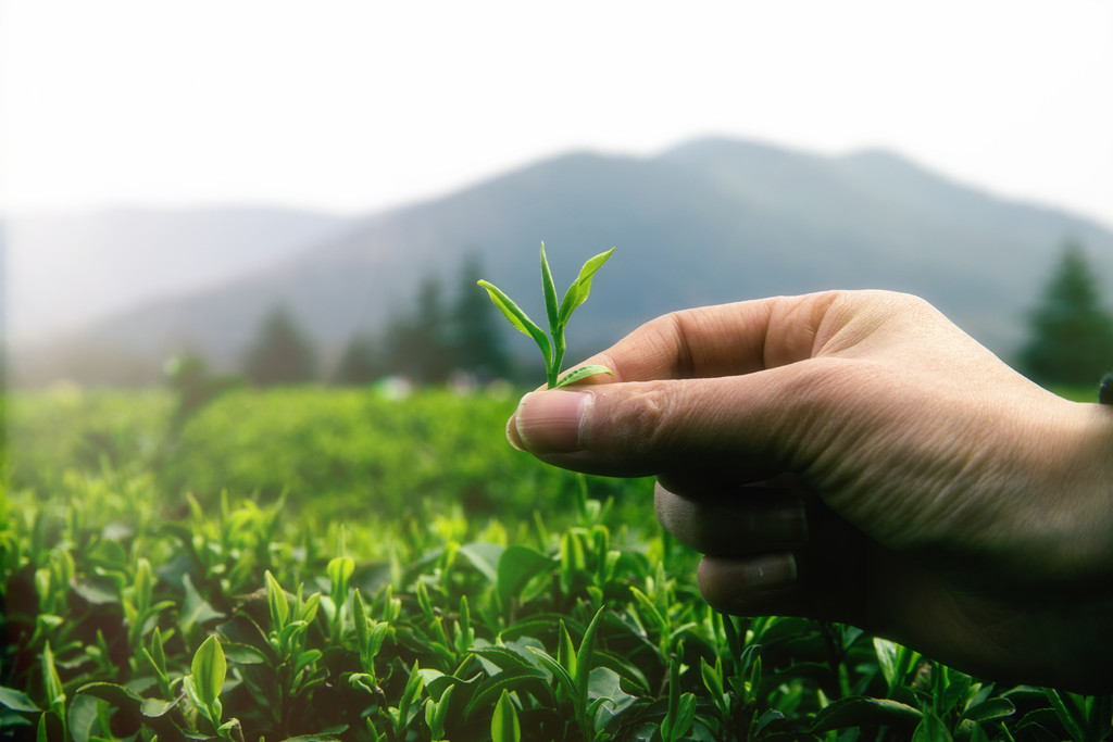 清明节春天绿色茶山采茶图片