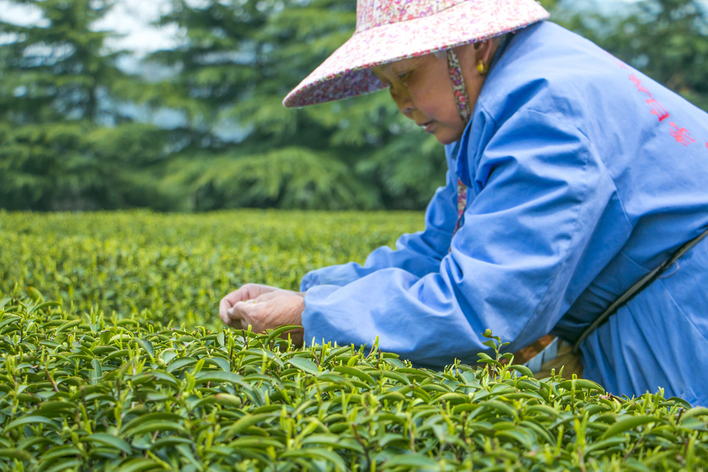 绿色春季茶山采茶工人背景图片