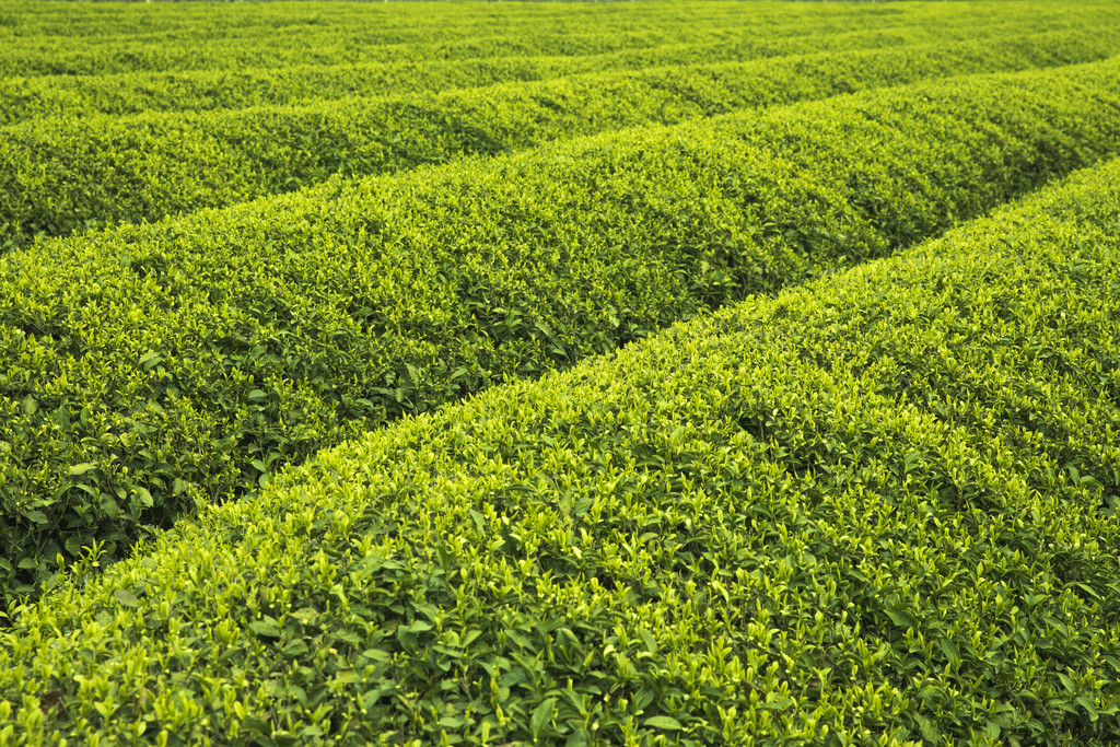 采茶春天茶山茶叶春游背景图片