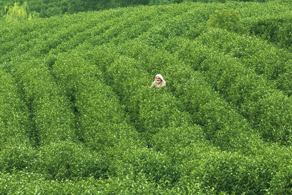 采茶春天茶山茶叶春游背景图片