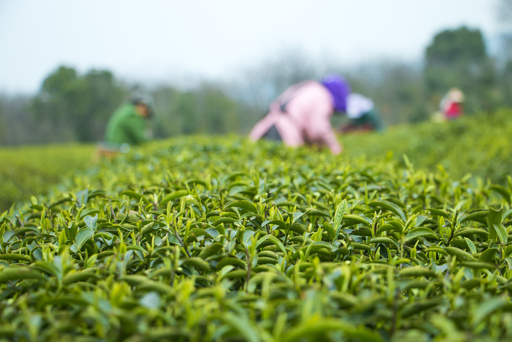 绿色春季茶山采茶工人背景图片
