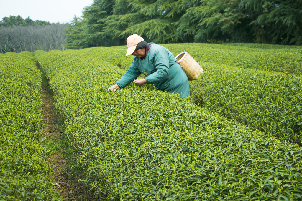 绿色春季茶山采茶工人背景图片