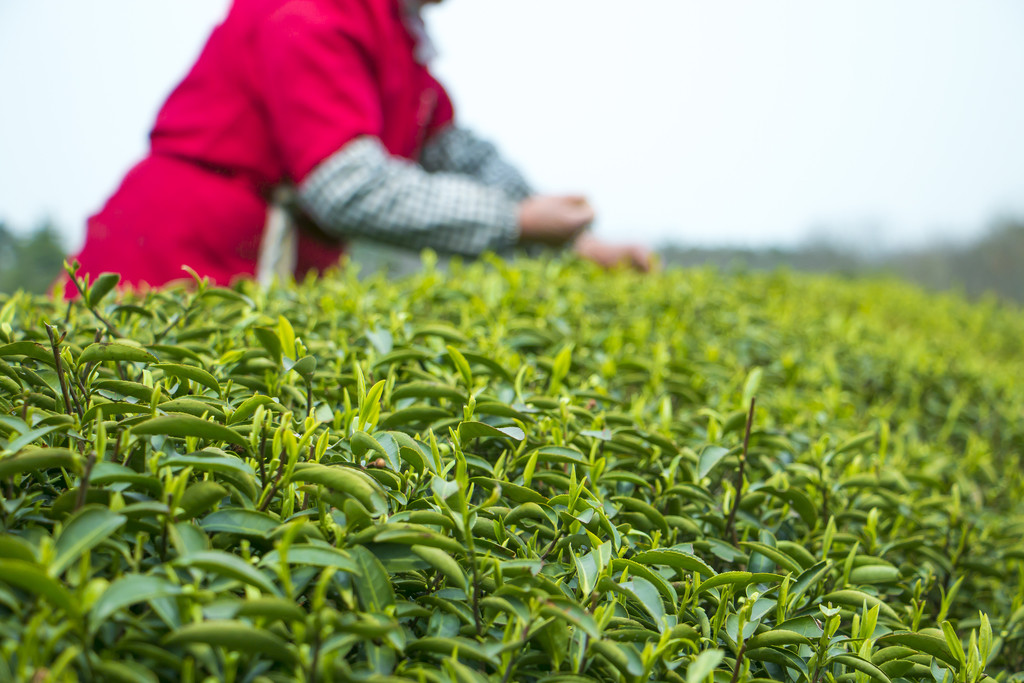 绿色春季茶山采茶工人背景图片