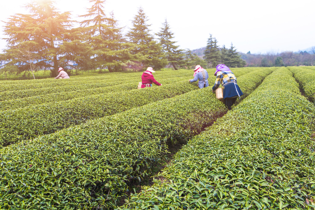 春季茶叶茶山采茶背景图片