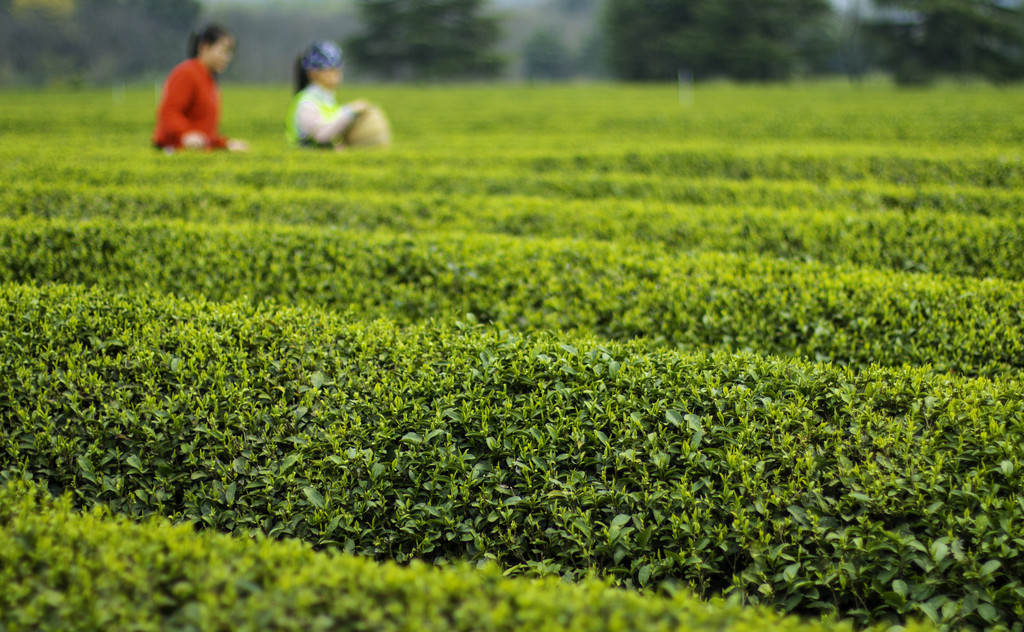 春季茶叶茶山采茶背景图片