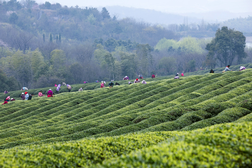 春季茶山风景风光背景图片